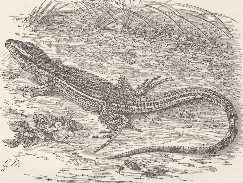 SURINAM. Surinam Ameiva 1896 old antique vintage print picture